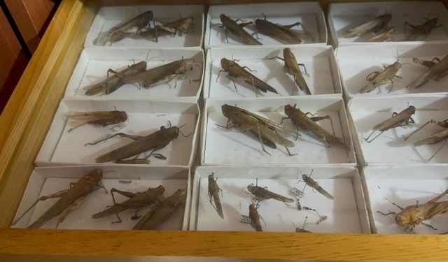 Isparta'daki Böcek Müzesi bilime ve doğa farkındalığına katkı sunuyor