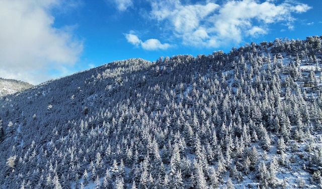 Kaş'ta karla kaplanan orman güzel görüntü oluşturdu