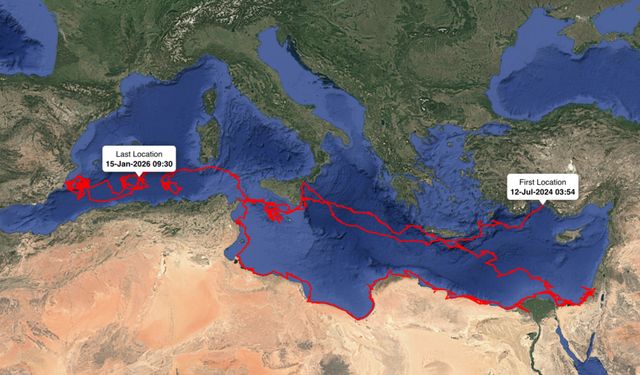 Uydudan izlenen caretta caretta 'Gümüş' yaklaşık 24 bin kilometre katetti
