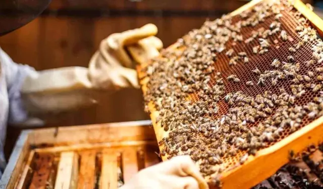 Afşin’de Arıcılık Kursu Başladı