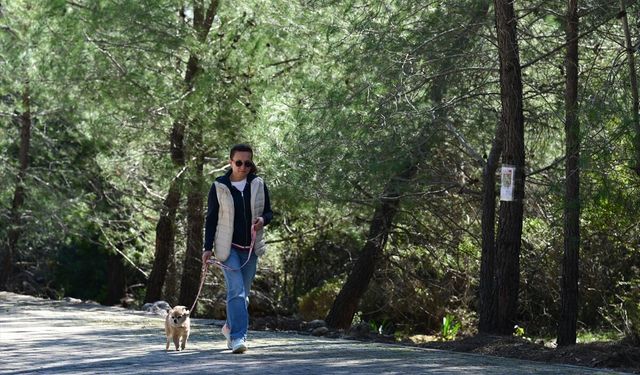 Antalya'da kaybolan 2 köpek için 1,5 aydır umut nöbeti