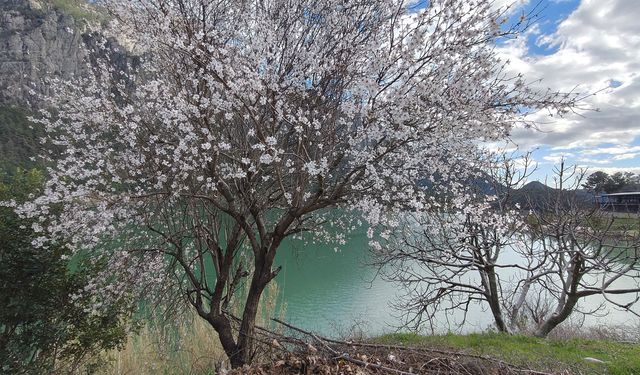 Burdur'da badem ağaçları çiçek açtı