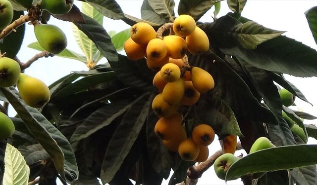 Mersin'de serada yetiştirilen yenidünyada hasat mesaisi başladı