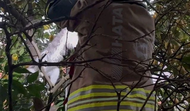 Hatay'da ağaca takılan kediyi itfaiye kurtardı