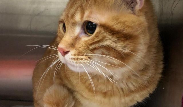 Evcil kedilerdeki kanser araştırmalarının, insanların tedavisinde umut olabileceği bildirildi