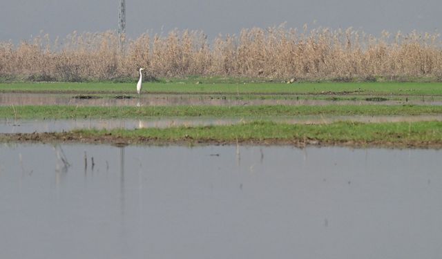 Kahramanmaraş’ta Kuruyan Gavur Gölü Yeniden Hayat Buldu