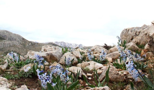 Afşin’de Baharın Habercisi: Kaya Sümbülleri Gün Yüzüne Çıktı