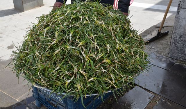 Afşin’de Yemlik Sezonu Açıldı: Fiyatlar Cep Yakıyor