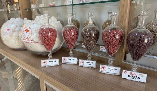 Adana'da geliştirilen pamuk, arpa ve buğday tohumları 13 ülkeye ihraç ediliyor