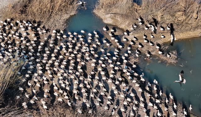Baharın yüzünü gösterdiği Mersin, leylek ve pelikan sürülerini ağırlıyor