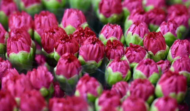 Çiçek üreticileri İngiltere'de 15 Mart'ta kutlanacak Anneler Günü için yoğun mesai yaptı