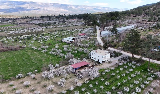 Mersin'de çiçek açan erik ağaçları havadan görüntülendi
