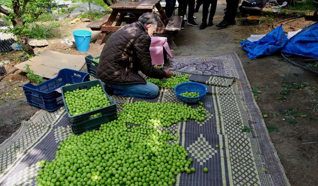 Mersin'de örtü altında yetiştirilen erikte hasat mesaisi sürüyor