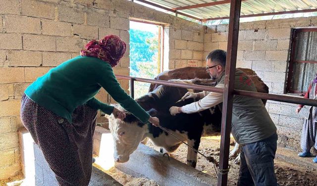 Gazipaşa'da hayvan sağlığı için sahada yoğun mesai