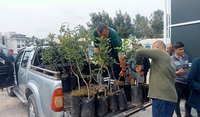 Alanya'da üreticilere 5 bin keçiboynuzu fidanı dağıtıldı