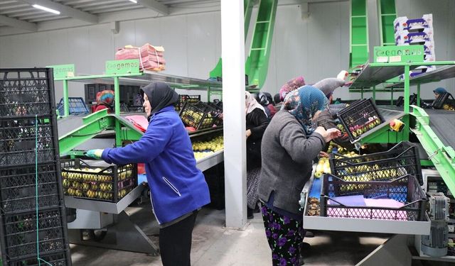 Elma diyarı Isparta'da kadınların paketleme tesislerindeki mesaisi sürüyor