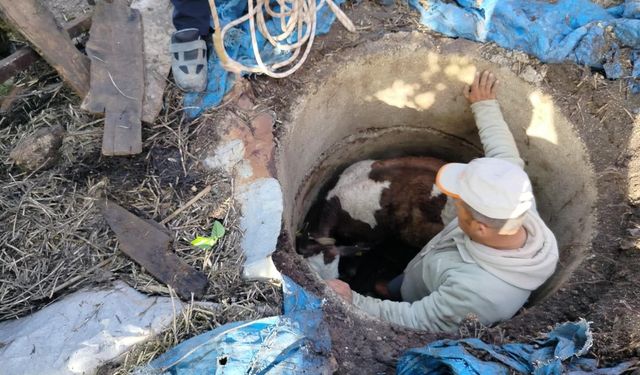 Hatay'da çukura düşen buzağıyı itfaiye kurtardı