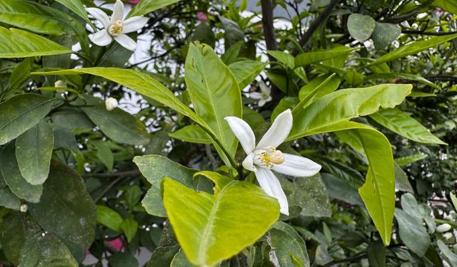 Hatay'da narenciye ağaçları çiçek açtı
