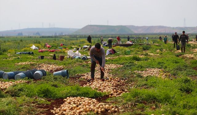 Hatay'da turfanda soğan hasadına başlandı
