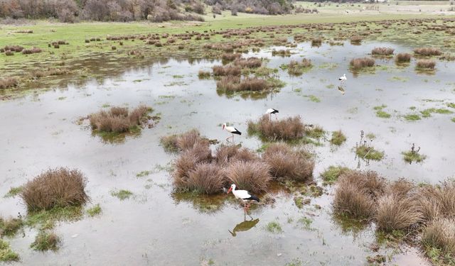 Isparta'da 'baharın habercisi' leylekler sulak alanda görüntülendi