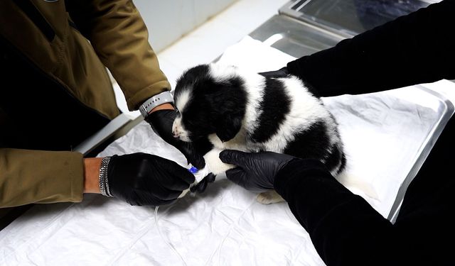 Isparta'da sahipsiz hayvanlar için modern rehabilitasyon merkezi