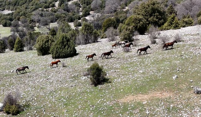 Isparta'da yılkı atları dronla görüntülendi