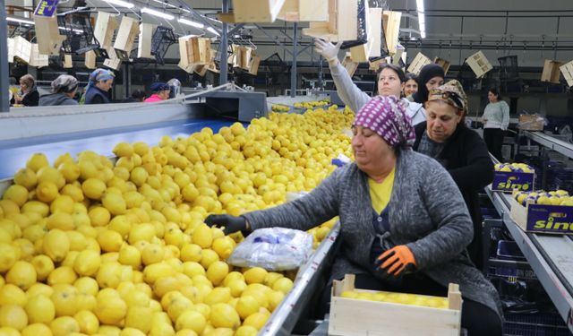 Türkiye'nin 3 aylık yaş meyve sebze ihracatını Doğu Akdeniz illeri sırtladı