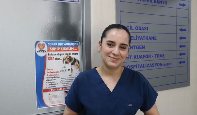 Veteriner teknikerinin bulduğu kafatası delik kedi titanyum ağ uygulamasıyla yaşama tutundu
