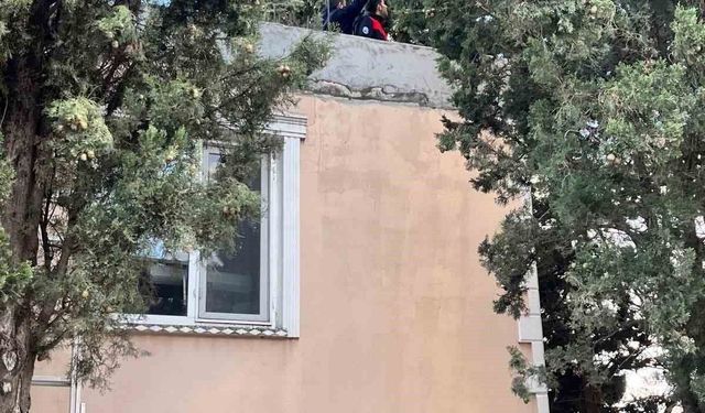 Defne'de ağaçta mahsur kalan kediyi itfaiye kurtardı