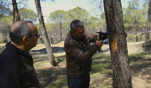 Kahramanmaraş'ta orman zararlılarına karşı mücadele sahada incelendi