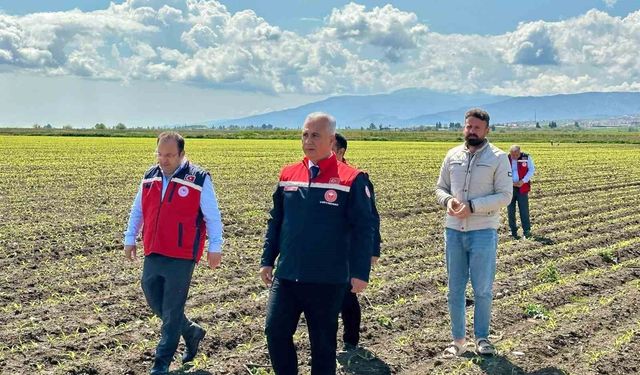 Kırıkhan'da mısır ekili alanlar incelendi