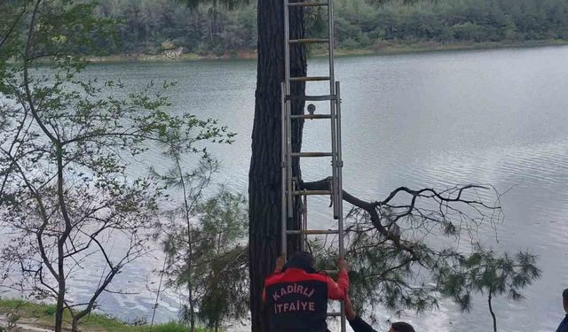 Osmaniye'de ağaca takılan kargayı itfaiye kurtardı