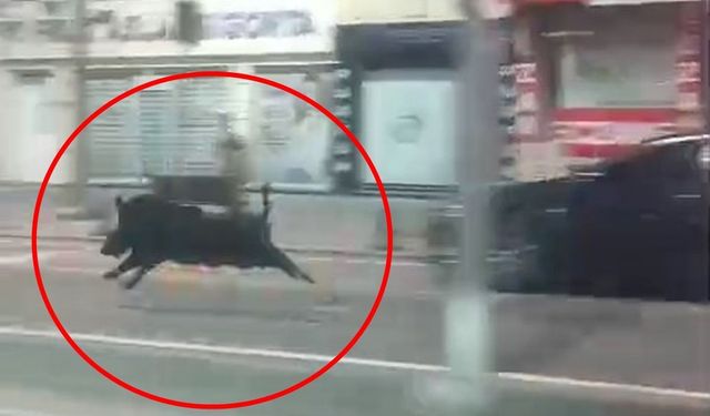Yaban Domuzu Dehşeti! Kent Merkezinde 3 Kişi Yaralandı