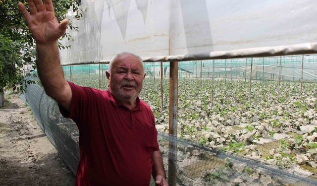 Diktiği binlerce kök fidesi sel sonrası çürüyen çiftçi: "Bu afet Allah’tan geldi, boynumuz kıldan ince"