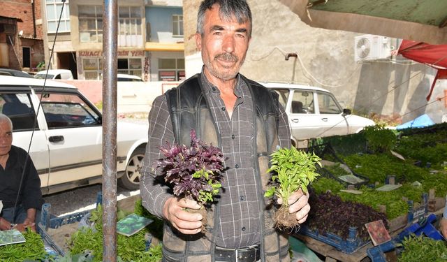 Afşin’de Fide Sezonu Başladı