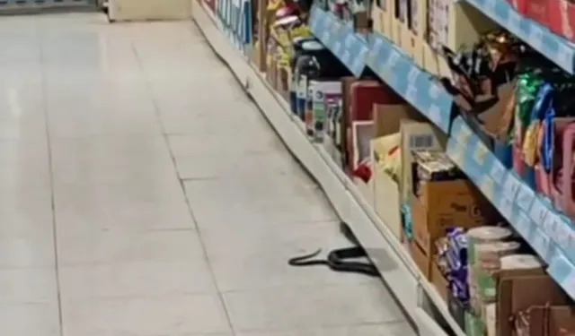 Zincir Markette Yılan Paniği