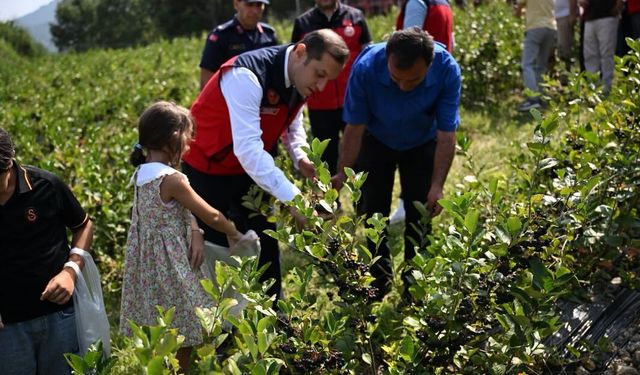 Andırın’da Mor Bereket! Aronya Hasadı Üreticinin Yüzünü Güldürdü