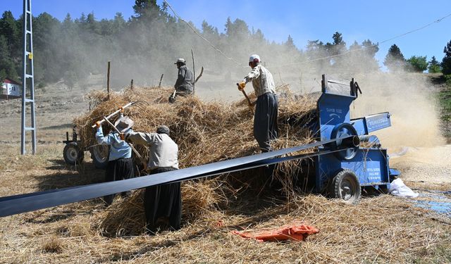 Yamaçlarda Alın Teri: Buğdaylar İmeceyle Biçiliyor