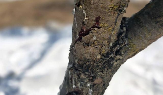 Yıllarca Sabırla Beklediler! Şimdi Kilosu 35 Bin TL’ye Satılıyor