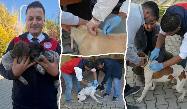 Afşin’de Kuduzla Mücadele Etkinliği: Kedi ve Köpeklere Aşı Yapıldı