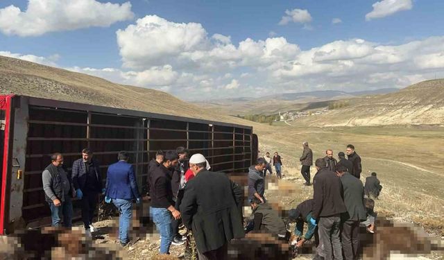 Erzurum’da Hayvan Yüklü Tır Devrildi: 130 Küçükbaş Hayvan Telef Oldu