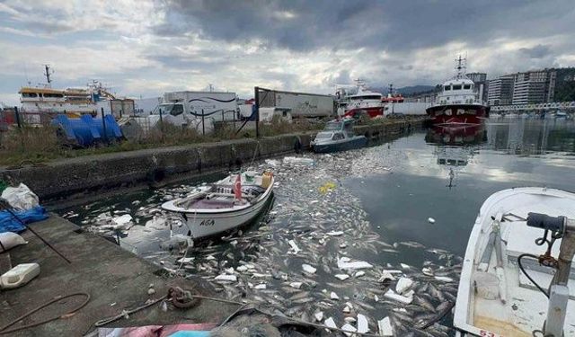 Palamut Bolluğu Tartışılırken Rize’de Tepki Çeken Görüntü! Tonlarca Balık Denize Döküldü