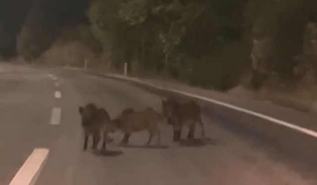 Yolda Bir Anda Karşısına Çıktı! Domuz Sürüsü Böyle Görüntülendi