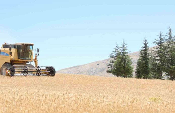 Halk Ekmek için buğday hasadı başladı