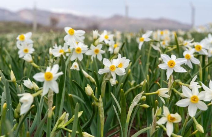 Baharın habercisi nergisler çiçek açtı