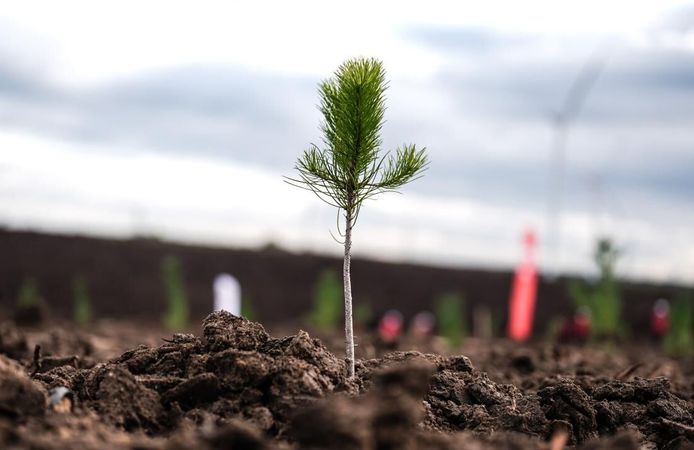 Türkiye'de bu yıl 600 milyon fidan toprakla buluşturulacak