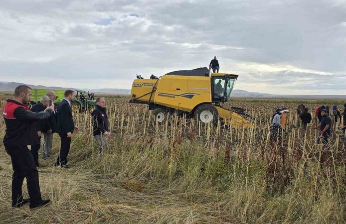 Muş’ta çerezlik ayçiçeğinde hasat başladı: 1.800 dönüm alanda üretim yapıldı