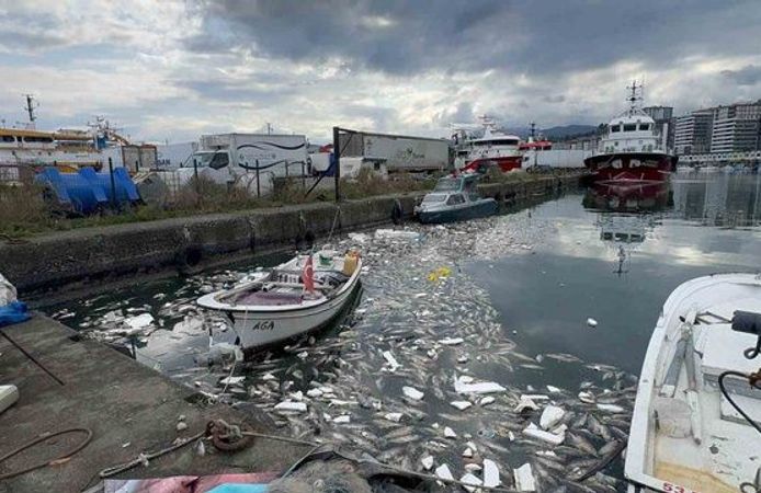 Palamut Bolluğu Tartışılırken Rize’de Tepki Çeken Görüntü! Tonlarca Balık Denize Döküldü