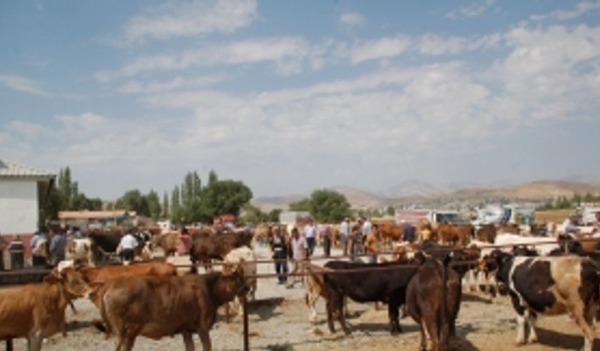 Hayvan Pazarında Kurbanlık Hareketliliği Başladı