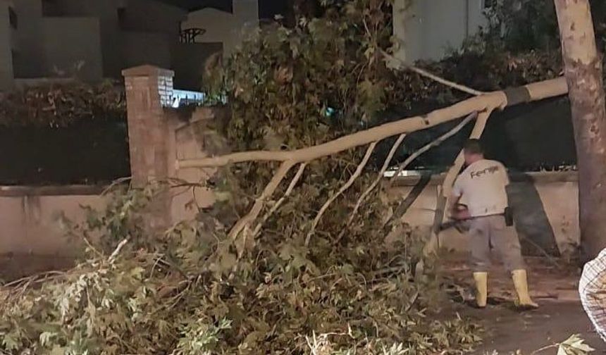 Antalya'da fırtına sonrası gece boyunca 'devrilen ağaç' mesaisi